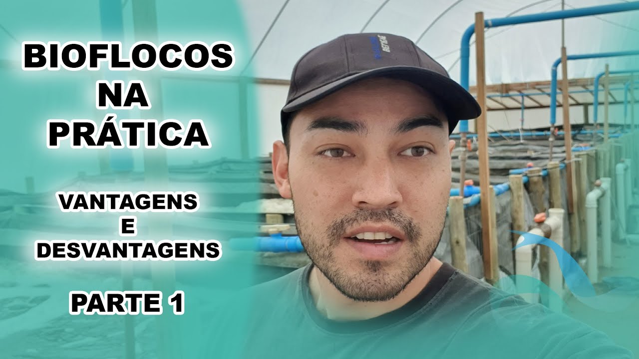 BIOFLOCOS NA PRÁTICA ,vantagens e desvantagens desse sistema - parte 1 - vídeo 163