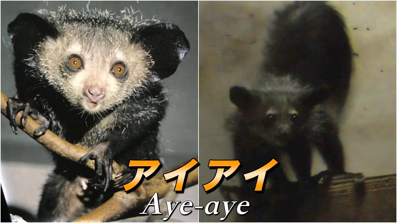 【おサルさん】アイアイの生態〜悪魔の使いと呼ばれる南の島の可愛いおさるさん〜（Aye aye）
