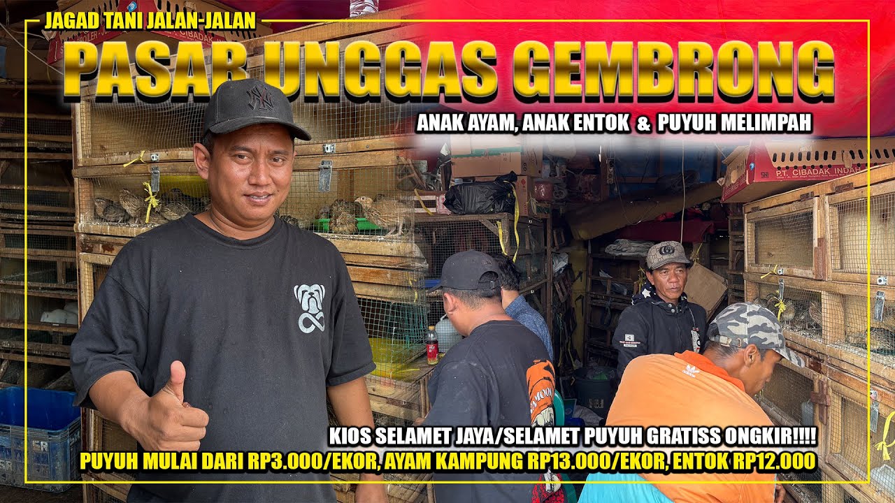 UPDATE HARGA BIBIT ENTOK DAN AYAM DI KIOS SELAMET PUYUH, JALAN-JALAN KE PASAR GEMBRONG