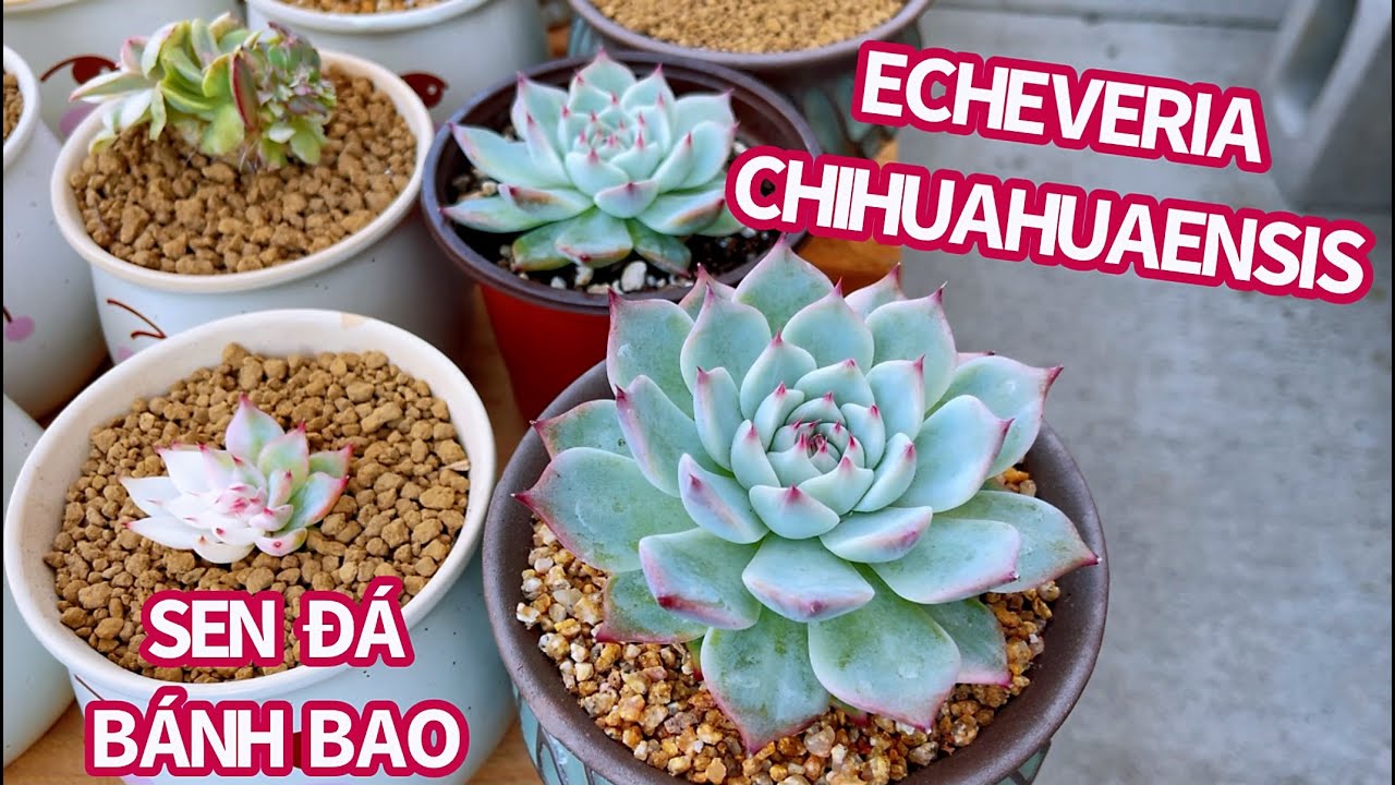 #564 PROPAGATE ECHEVERIA CHIHUAHUAENSIS | NHÂN GIỐNG SEN ĐÁ BÁNH BAO | 다육식물 | 多肉植物 | Suculentas