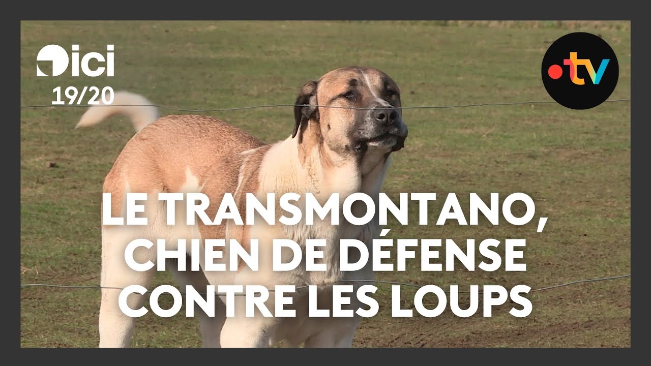 Le Transmontano, race de chien de défense contre les loups qui a failli disparaître