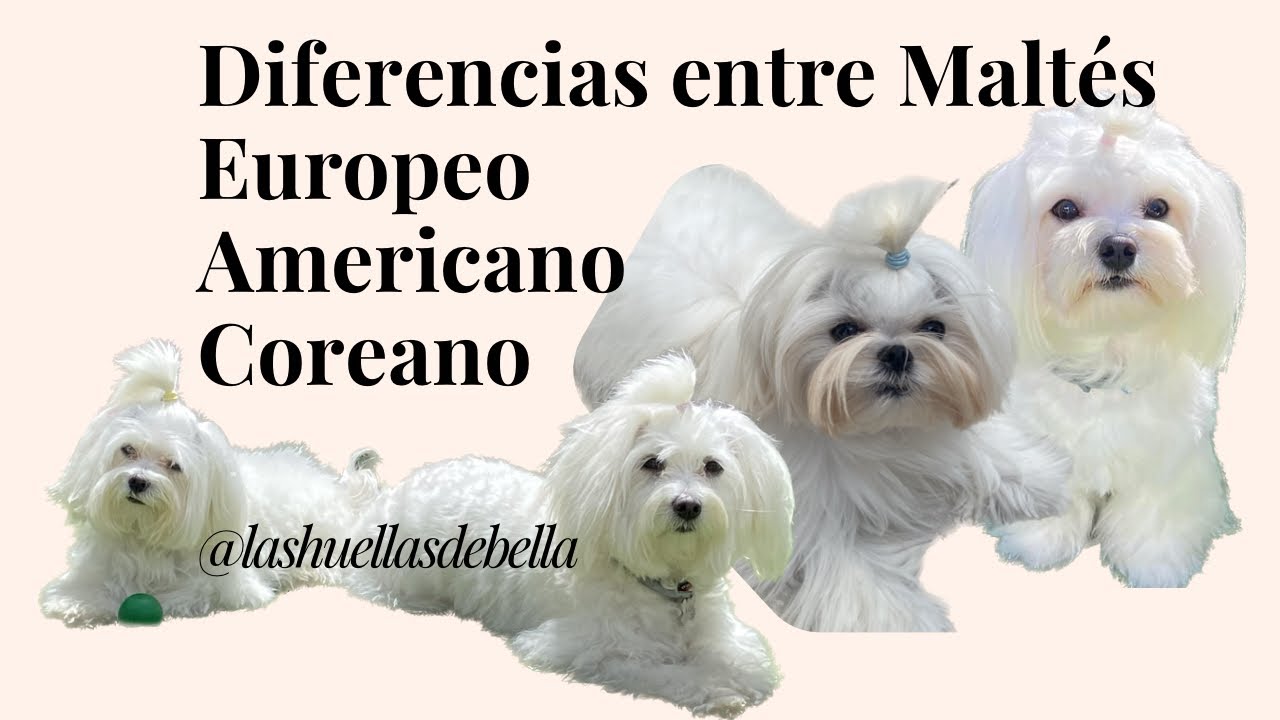Diferencias entre Bichon Maltés Europeo, Americano y Coreano ❣️🐶🐾 #bichonmaltes  #perros  #dog