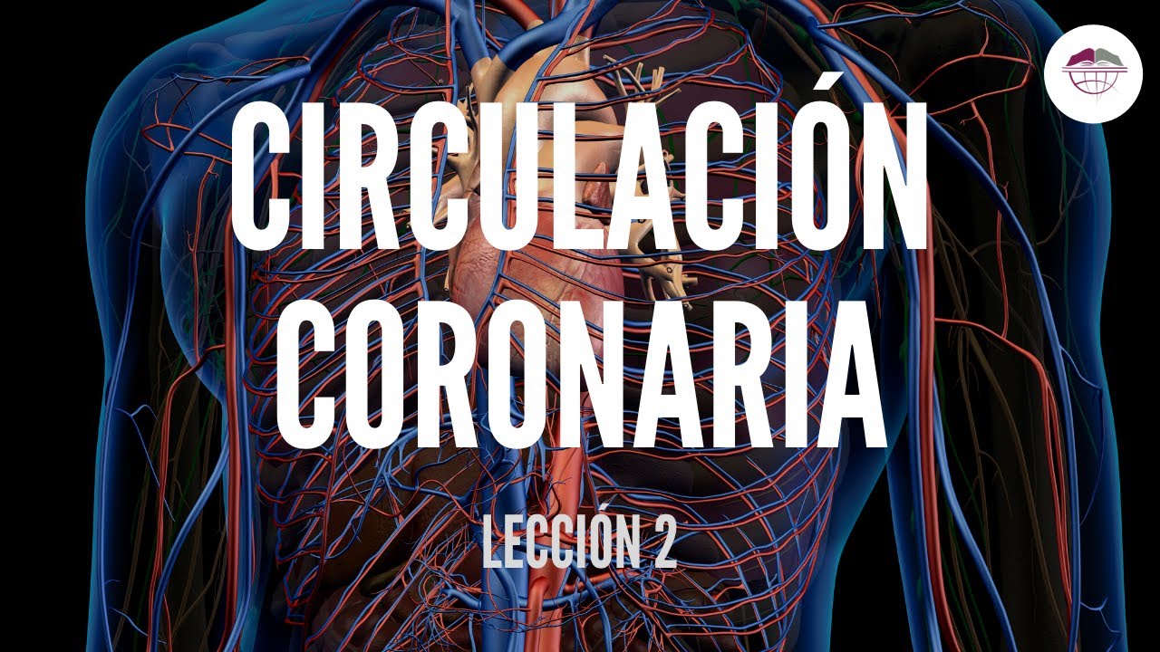 2. CIRCULACI&Oacute;N CORONARIA (ESTRUCTURA Y FUNCI&Oacute;N DEL SISTEMA CARDIOVASCULAR)