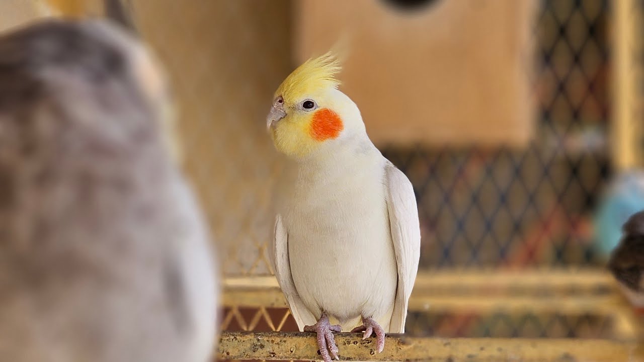 Hikmat Aviary  is live