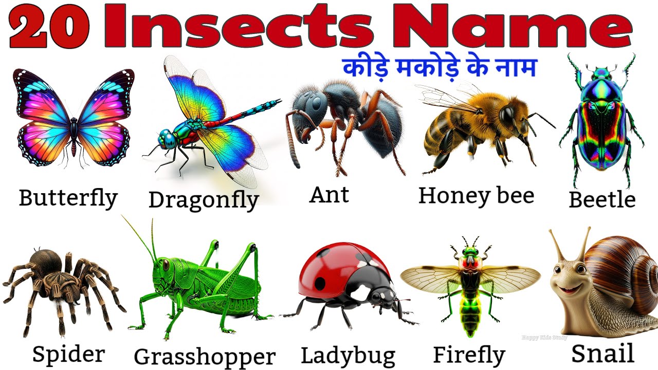 20 Insects Names for Kids | कीड़े-मकोड़ों के नाम | Learn Crawling Animals & Bugs in English & Hindi