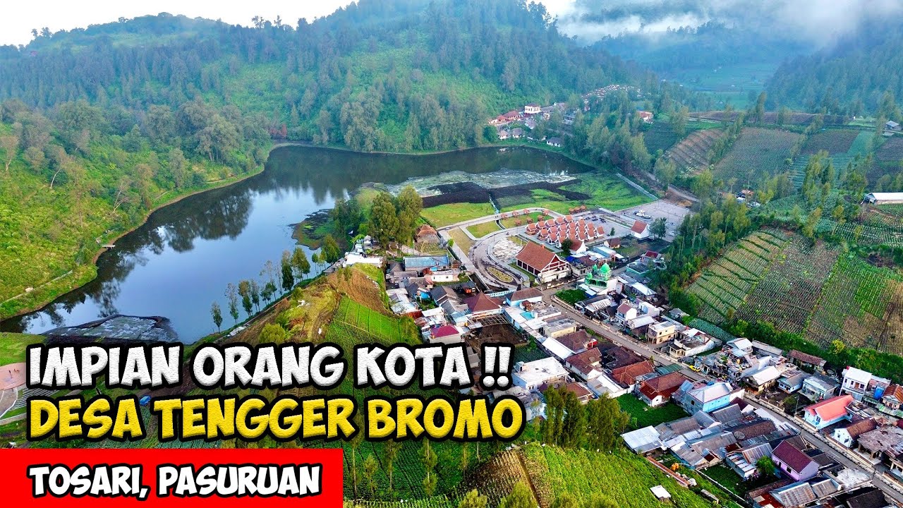 DESA IDAMAN ORANG KOTA !! SUASANA DESA SUKU TENGGER BROMO - Cerita Desa Tosari, Bromo, Jawa Timur