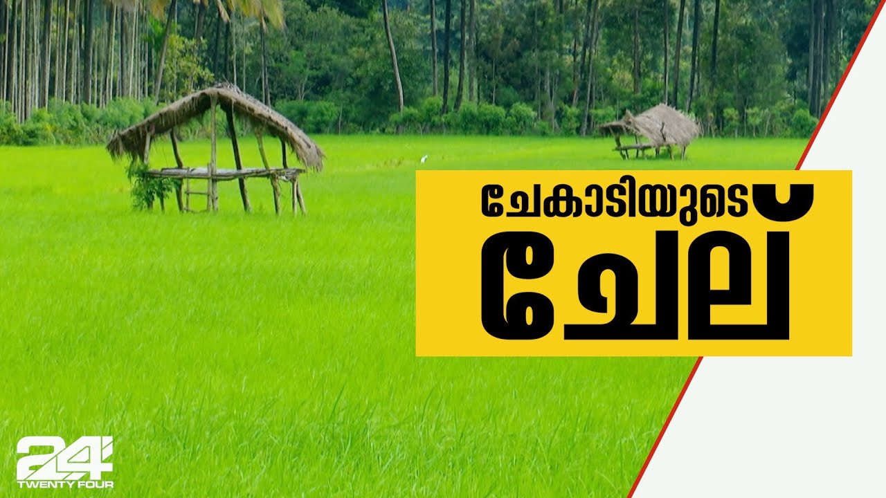 ഗ്രാമഭംഗി തേടി പോകുന്നവർക്ക് മനം മയക്കും കാഴ്ചകൾ സമ്മാനിക്കും വയനാട്ടിലെ ചേകാടി| Wayanad