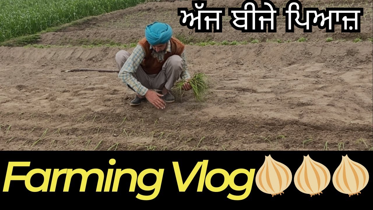 ਅੱਜ ਲਗਾਏ ਪਿਆਜ !! Onion !! Farmer work !! Punjabi Virsa Vlogs 
