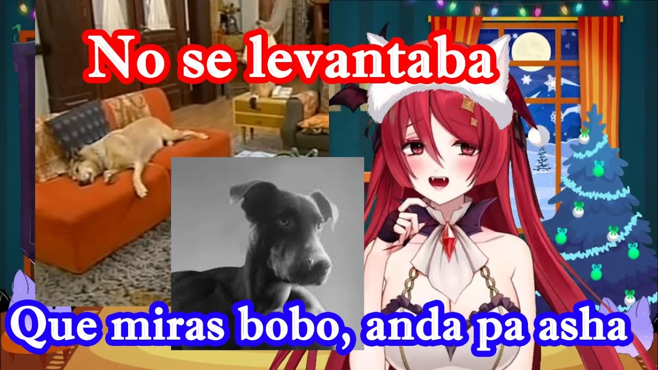 El perro de la prima no se movia de su cama xD [Himea D'almaria]