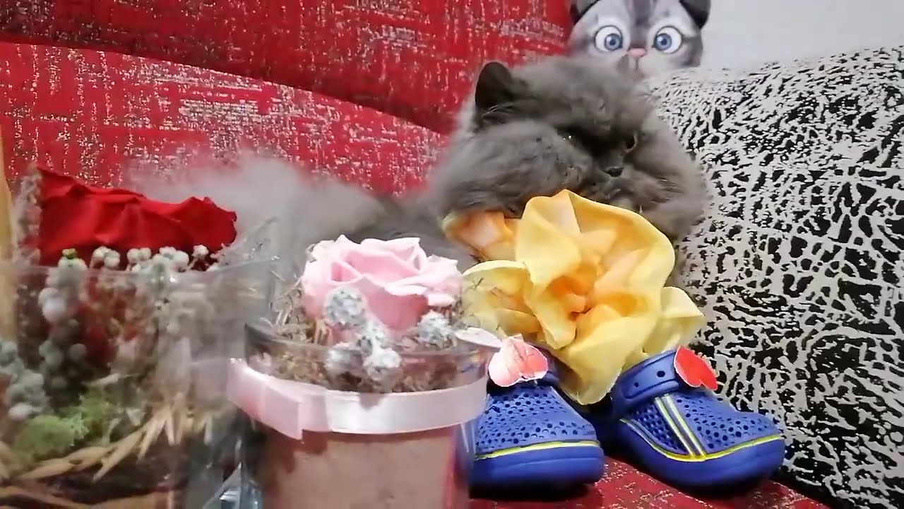 A luxurious cat is getting ready for Valentine's Day ❤️