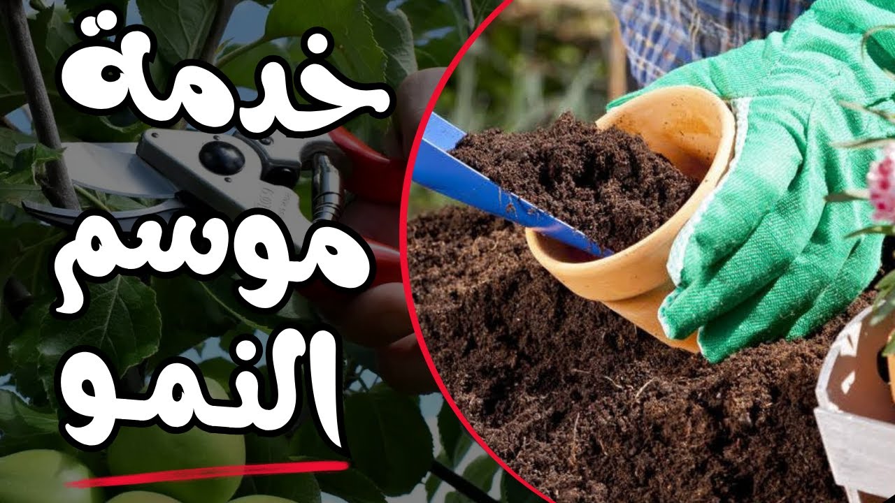 أفضل طريقة تساعد في تسريع نمو الأشجار 🌿 خدمة موسم النمو 🌿 أسمدة منشطة للنمو الخضرى والزهرى للأشجار