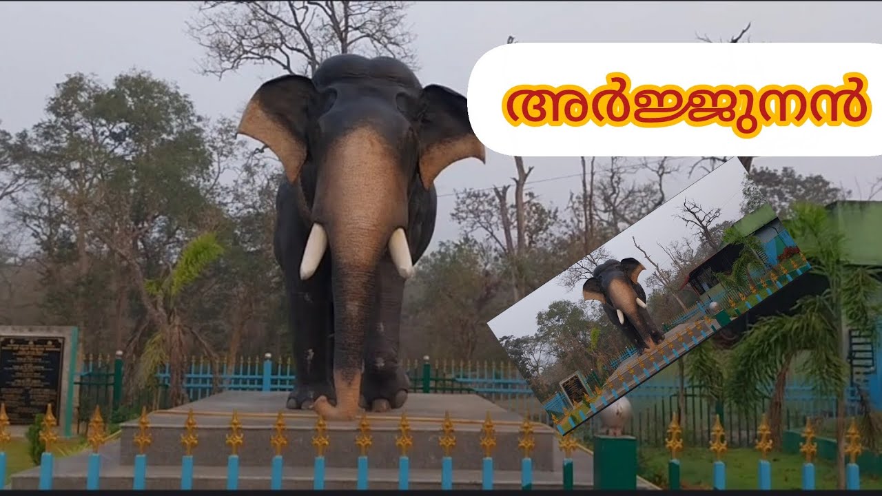 Balle elephant camp balle chekpost#youtubevideo#youtubeviralvideo