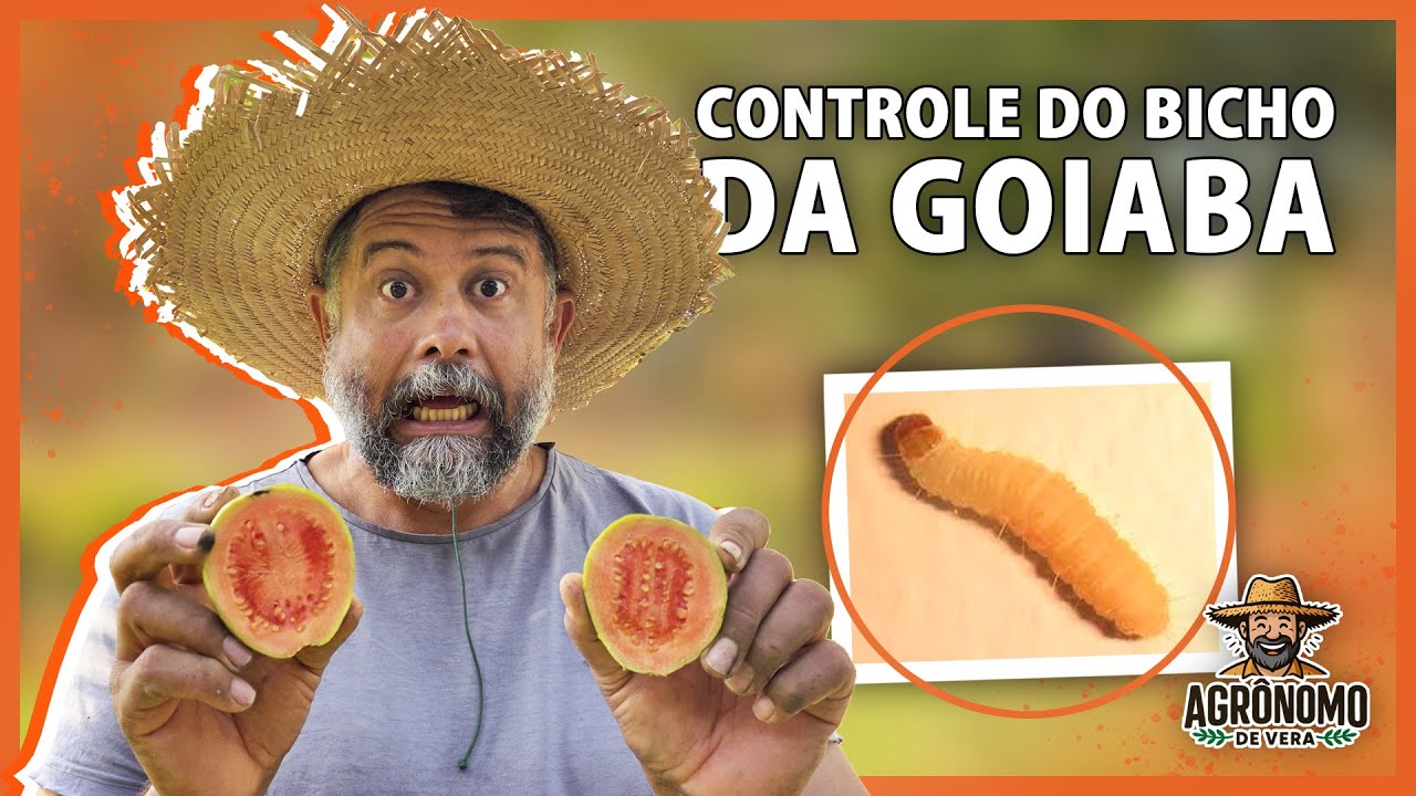 Como produzir GOIABA sem BICHO