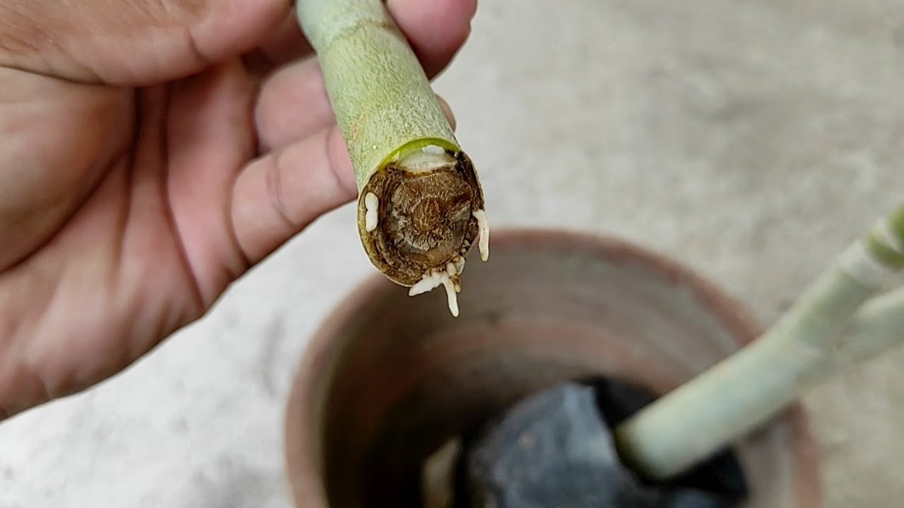 How to air layer adenium stem [English Subtitle]