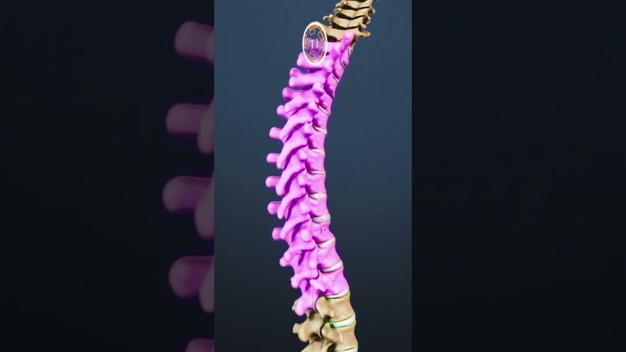 Where Do Spinal Compression Fractures Most Frequently Occur?