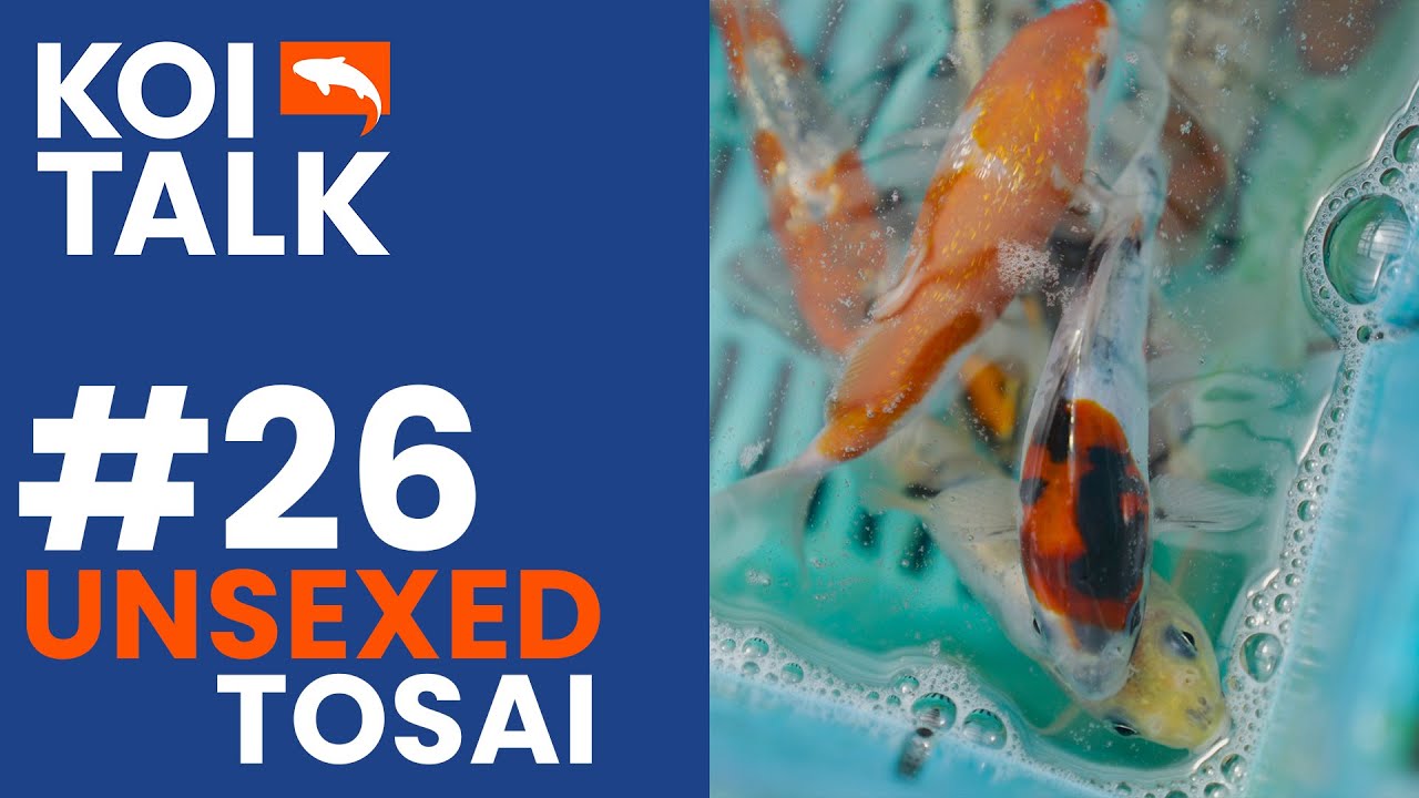 Unsexed Tosai | Koi Talk Ep #026
