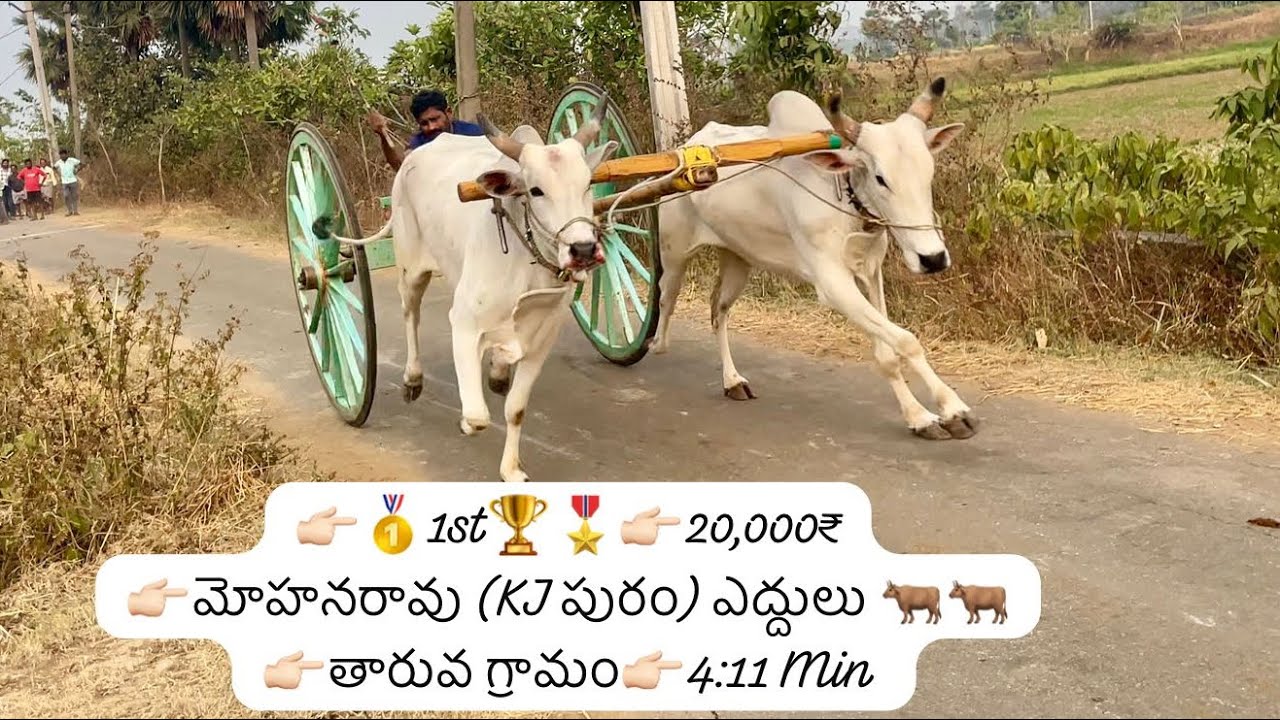 👉🏻🥇1st🏆🎖️👉🏻మోహనరావు (KJ పురం)ఎద్దులు 🐂🐂👉🏻తారువ గ్రామం #video #trending #shorts #like #festival