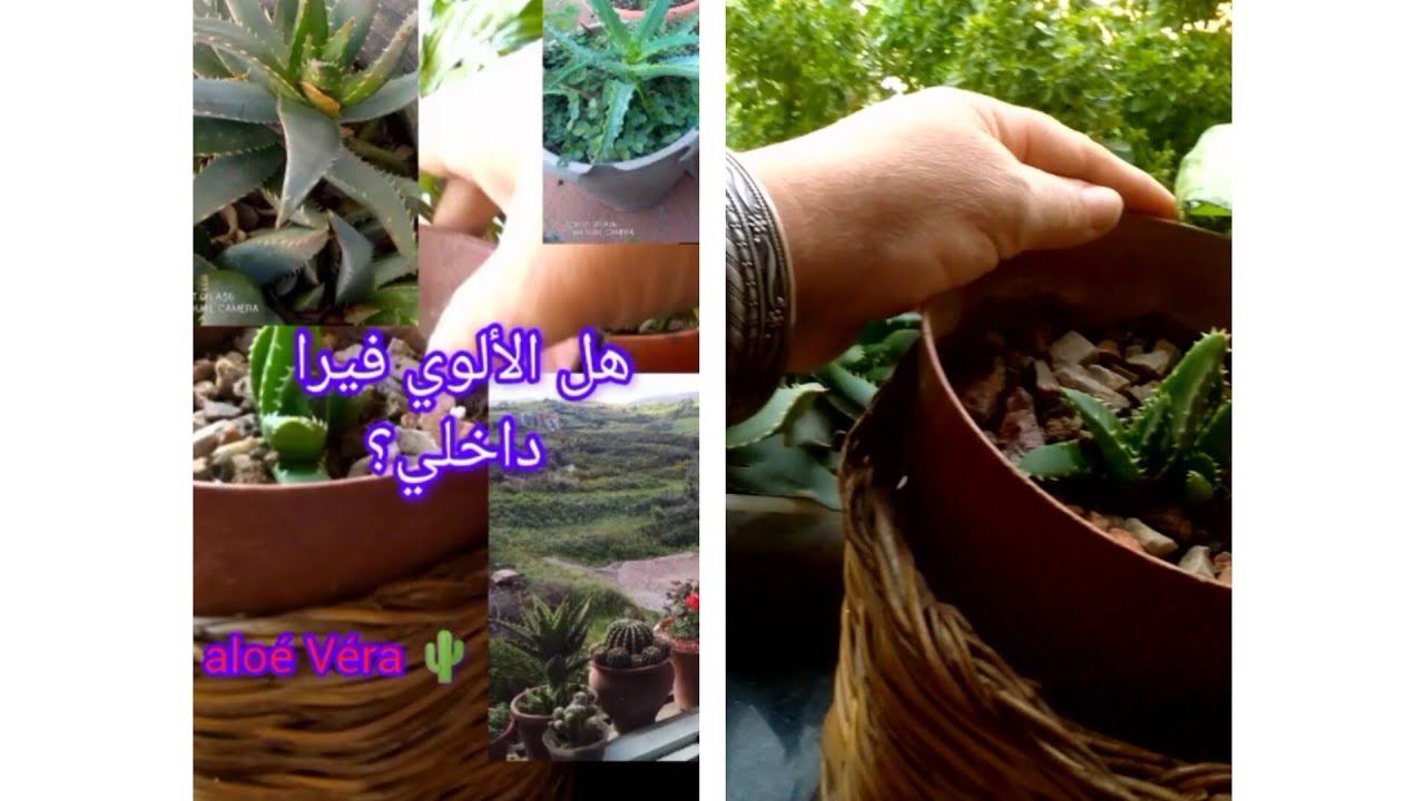 كيف تختار الألوي فيرا aloé Véra 🌵داخل وخارج البيت#الجمال #اكسبلور #flowers 
