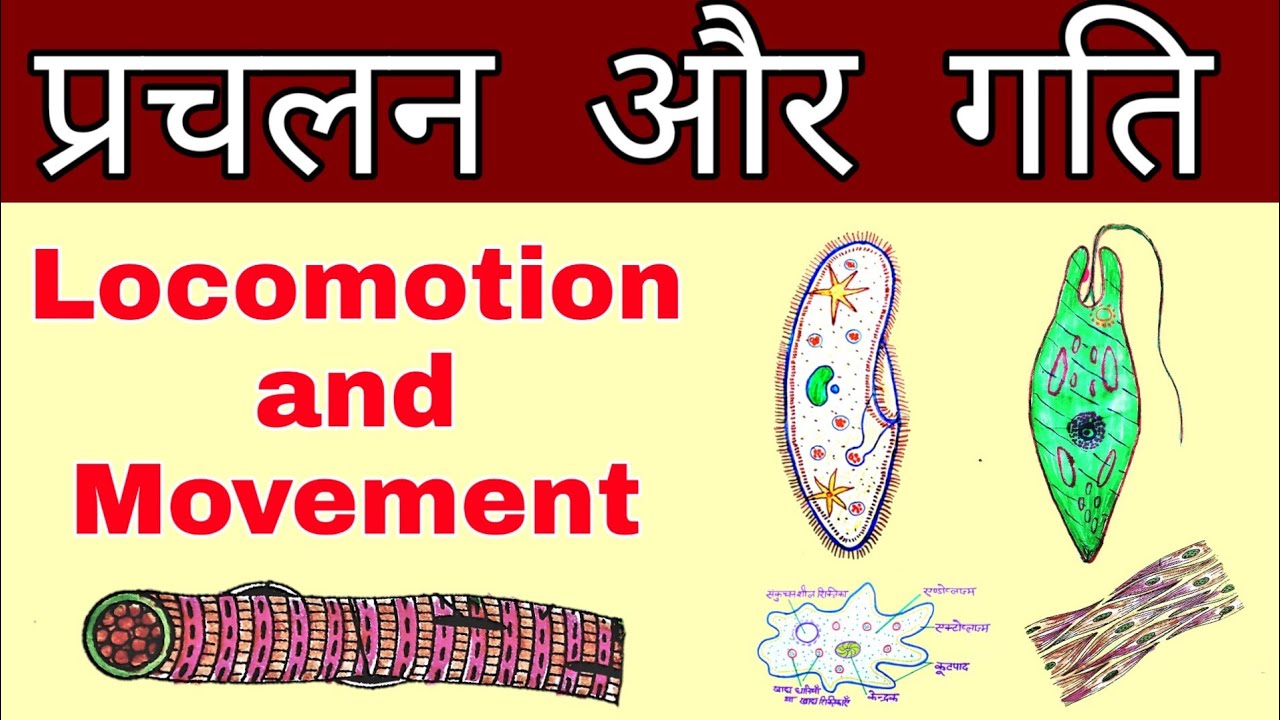 Locomotion and Movement (प्रचलन एवं गति)| Class 11 ncert | Biology locomotion and Movement