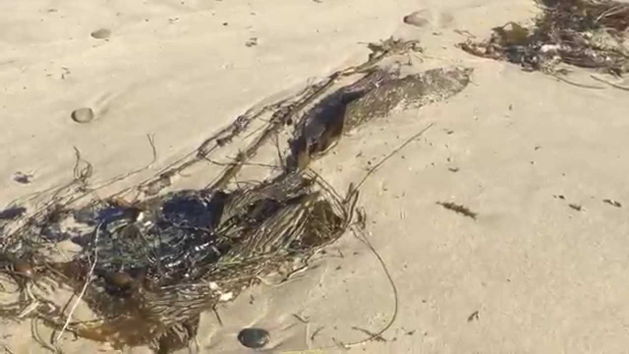 Oil blobs at wrack line Coal Oil Point