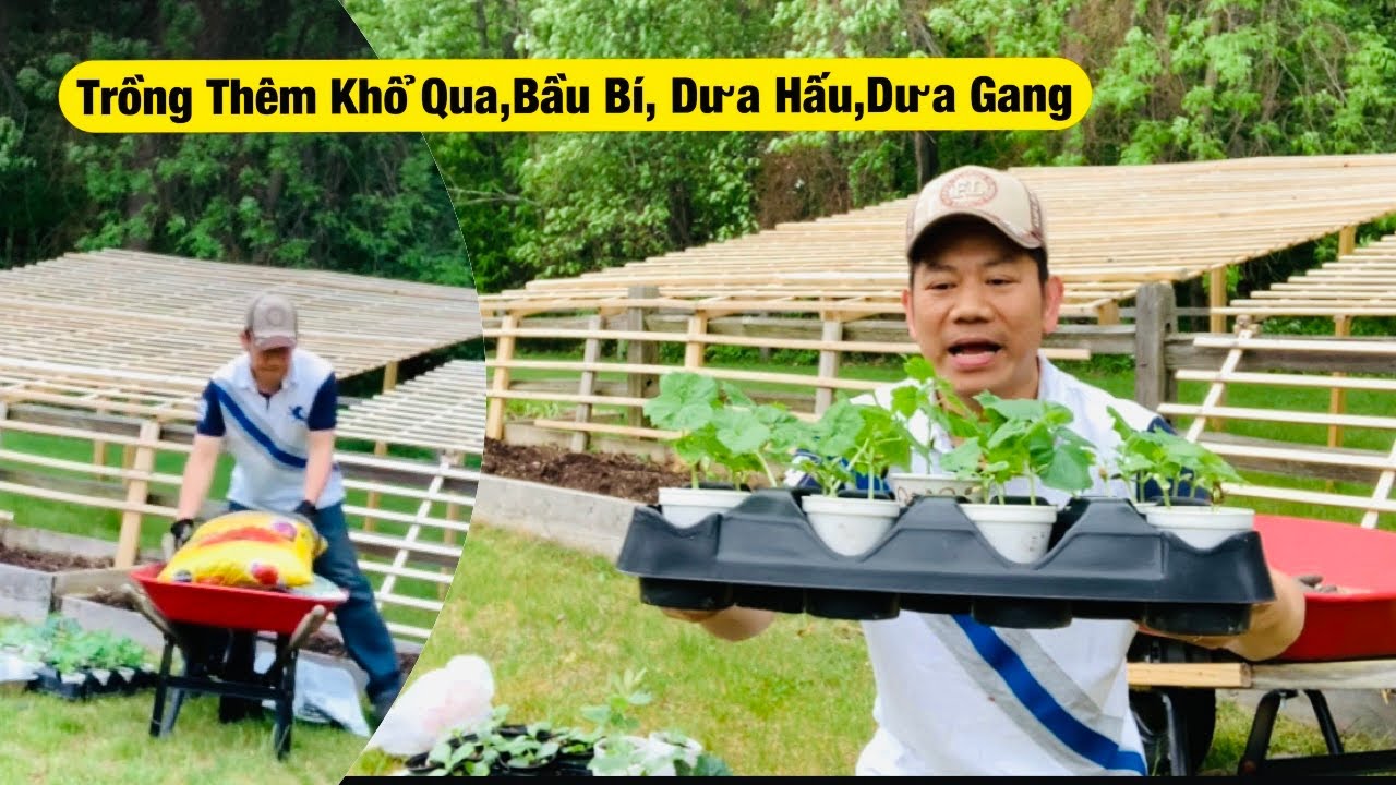 Trồng Thêm Khổ Qua ,Bầu Bí,Dưa Hấu ,Dưa gang Cho Mùa Hè | Năng Trần Cuộc Sống Mỹ
