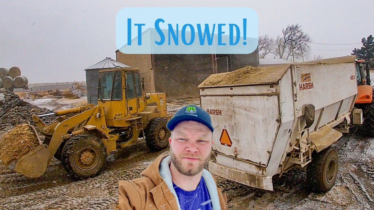 Feeding Cattle in the Snow