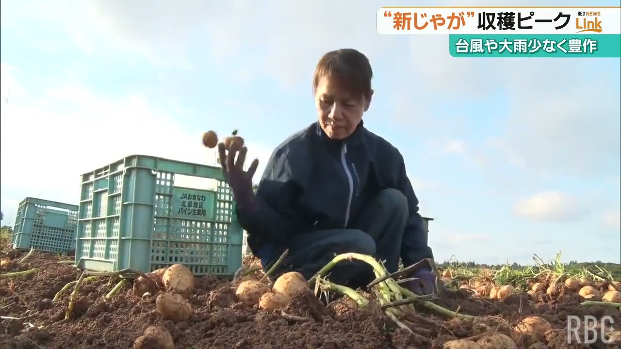 新じゃがいもの収穫がピーク　国頭村