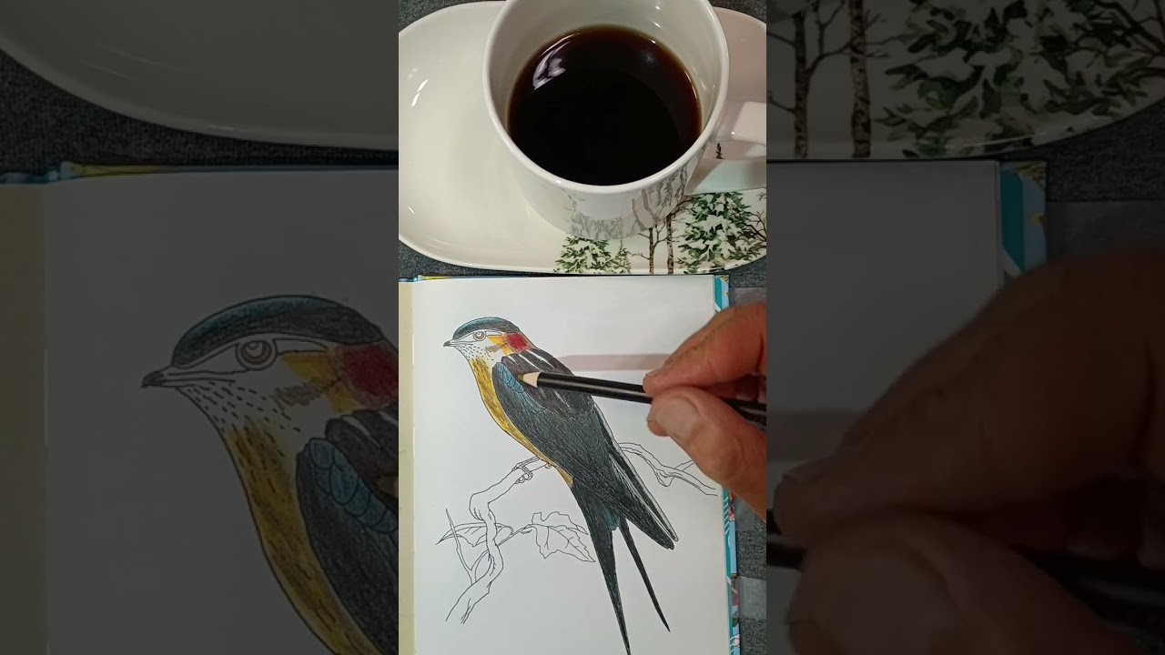 🌲🪹Red-rumped 💚Swallow🐦‍⬛🌿#artanimalier#animali#vogel#kunst#birds#art#oiseaux#wildlife#coloreando🌺