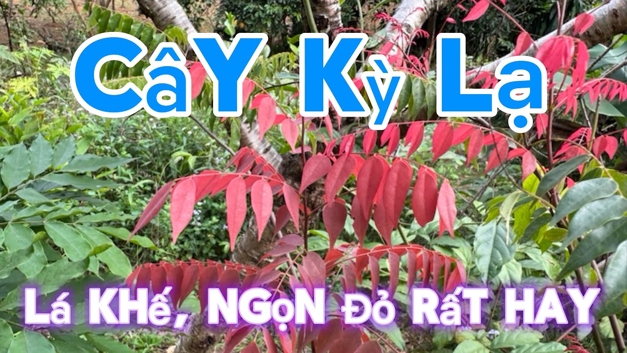 Cây Rất Lạ Lá Ngọn Đỏ Như Cây Khế Nhiều Tác Dụng Hay | CTVC
