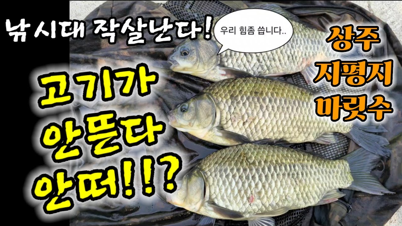 상주 지평지 붕어들의 어마무시한 힘!!몸살 온다~몸살와~~