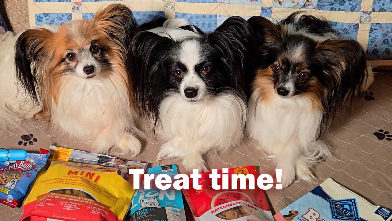 How three Papillon dogs react at treat time
