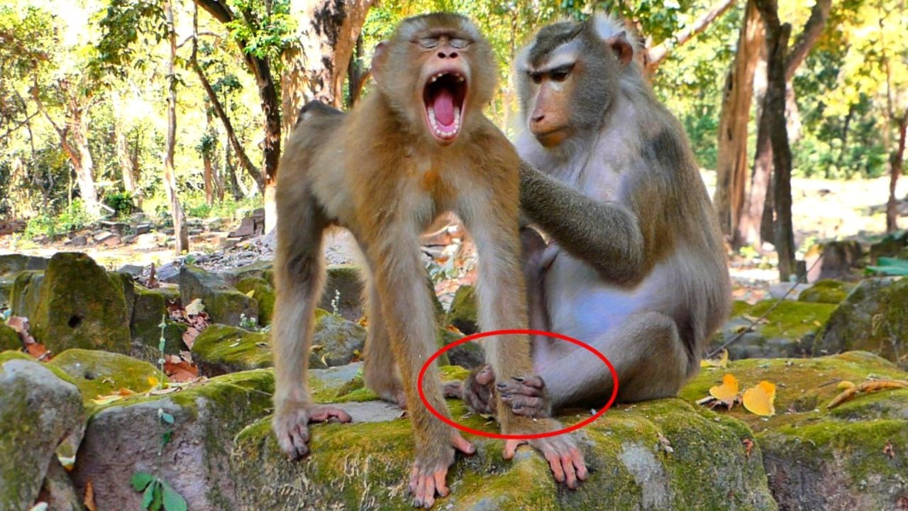 Pregnant Mommy LIBBY Sweet Grooming Poor Monkey LEO.