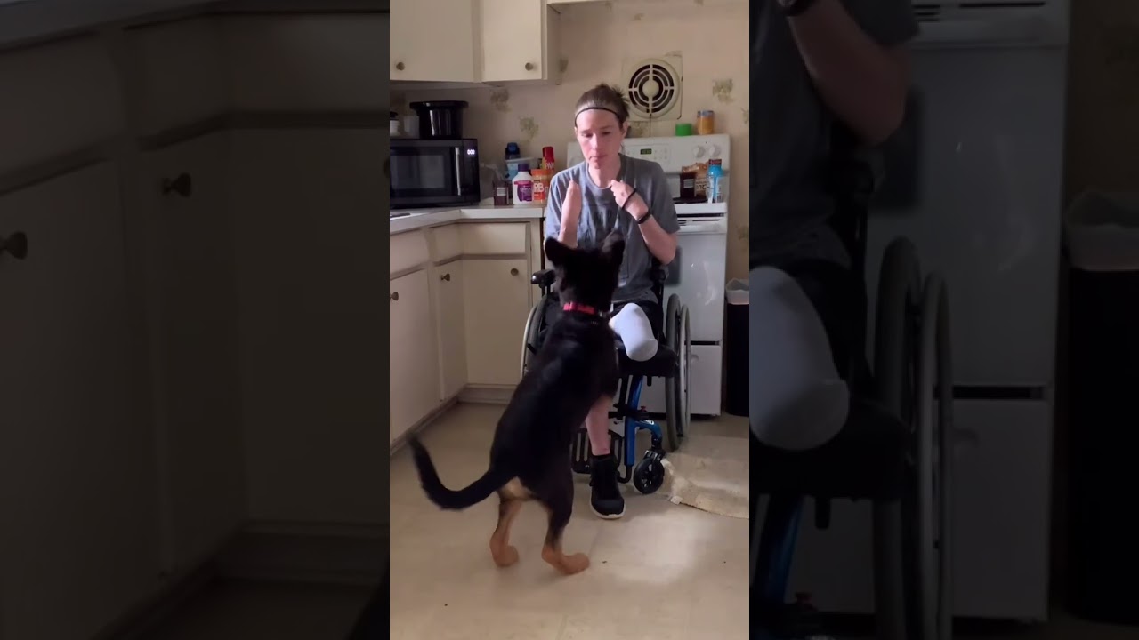 Amputee&rsquo;s Service Dog in Training Progress (Wheelchair Session)