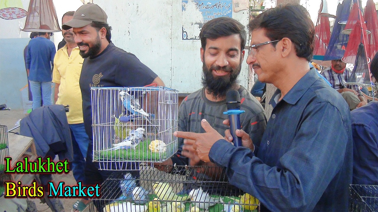Lalukhet Parrots and Birds Market Karachi 15-2-2026 Latest Update in Urdu | سوق الطيور