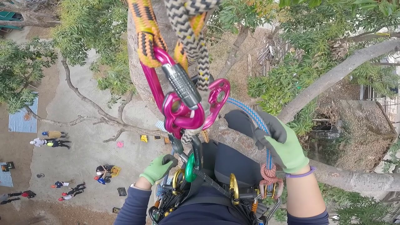 Tree Climbing Vlog 攀樹 // 攀樹考試練習 - 7號樹