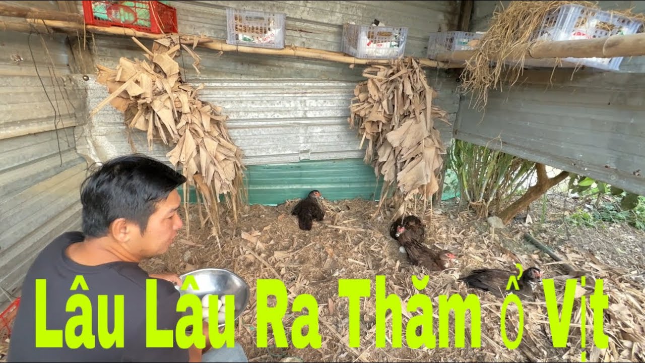 Nay Anh Bảy Lại Chơi Và Thu Hoạch Cải Nhà Trồng/TĐVLOG