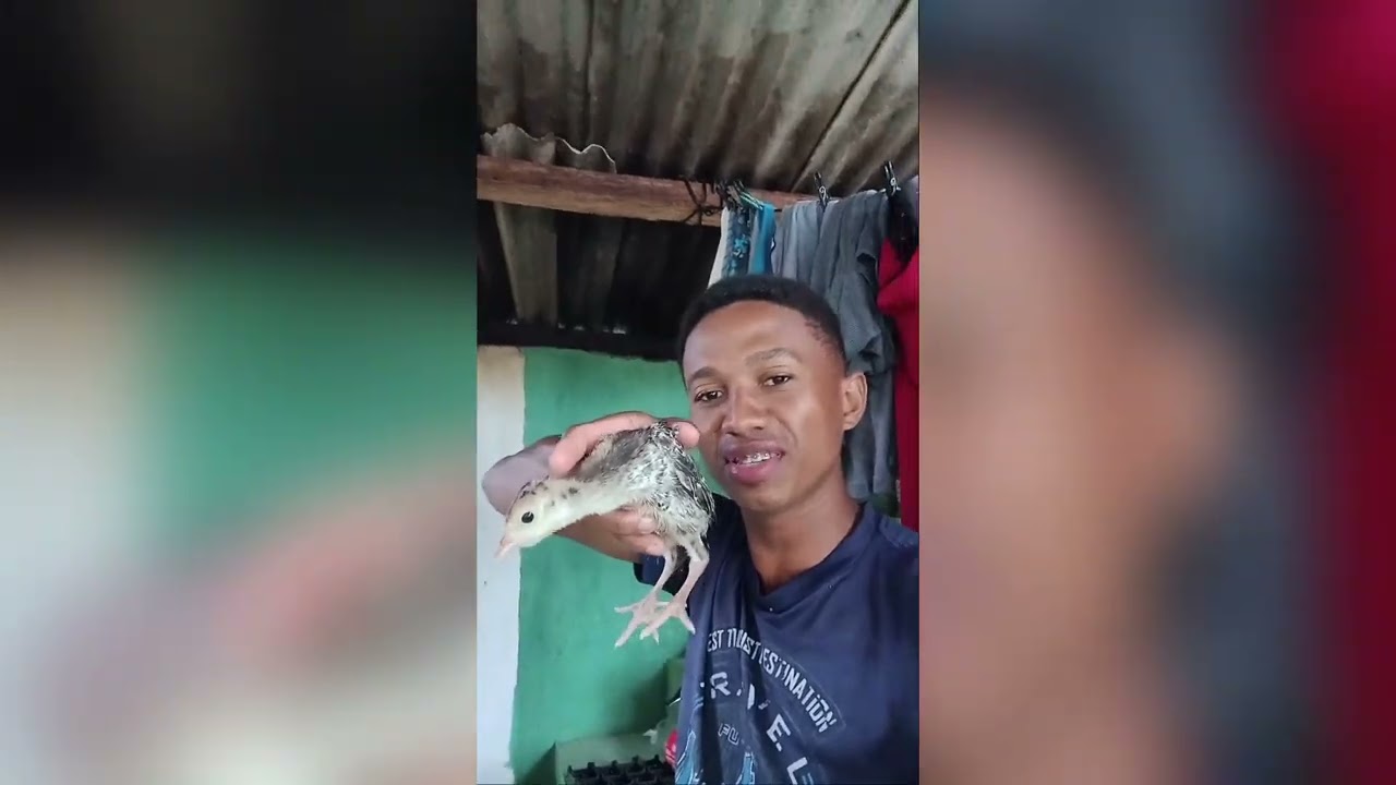 Como criar filhote de peru da maneira mas f&aacute;cil #aves 