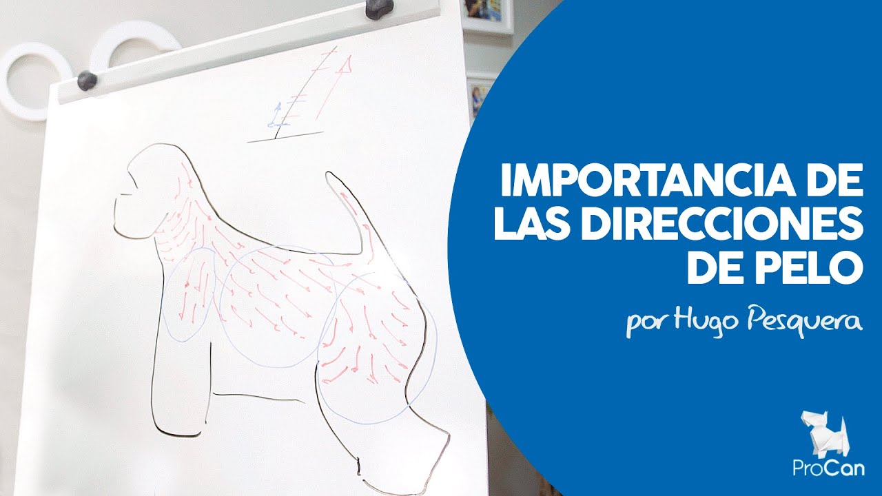 DIRECCIONES DEL PELO