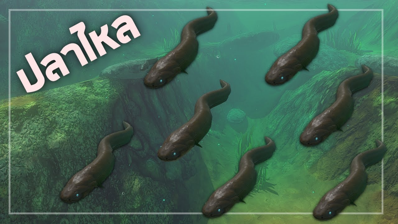 ปลาไหลไฟฟ้า  - Feed and grow fish  [อย่ากินช้านนนน ]