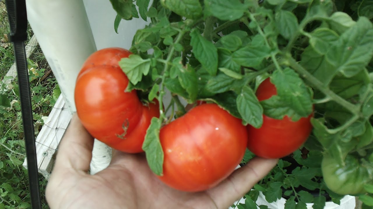 Kratky Method-DWC-Compost Tea Hydroponics #5  Hydroponic Tomatoes