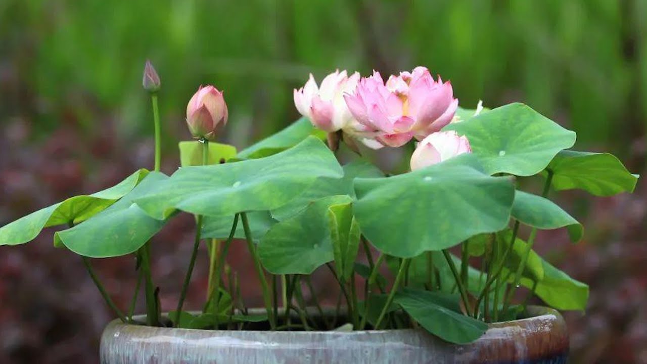 栽种碗莲，坚决不用这3种盆，养好更容易！