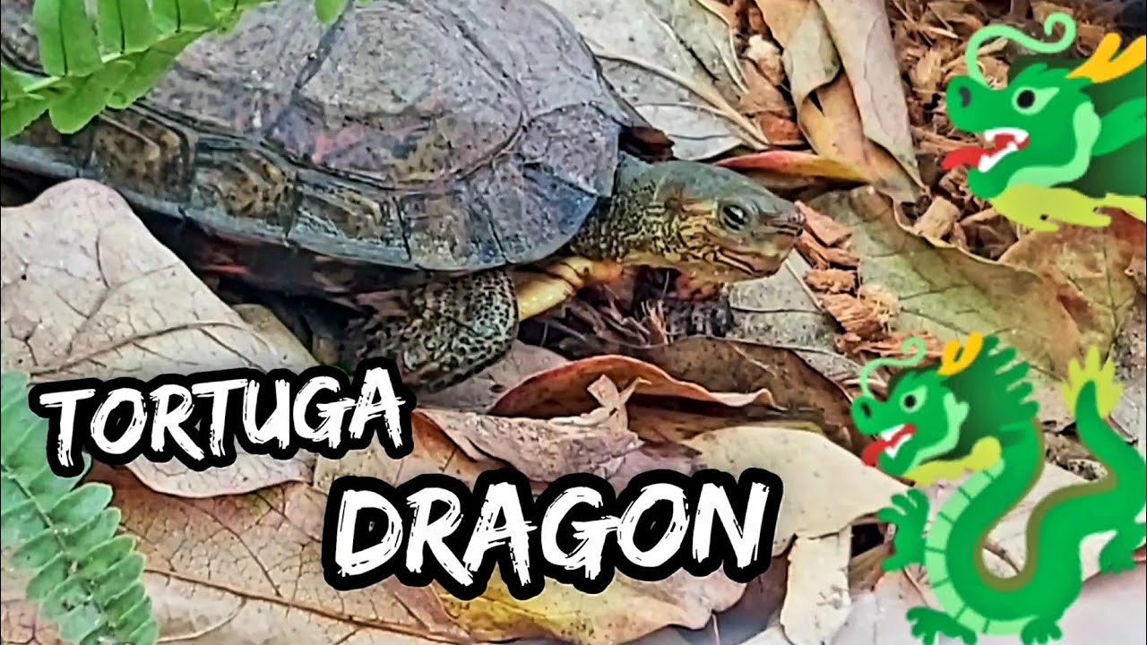 Hojas secas corteza de coco para las tortugas Dragon en hibernadero