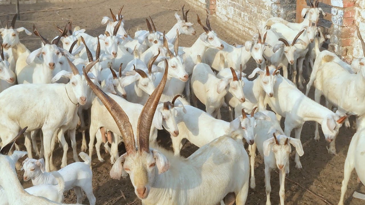 Worlds Biggest Tapri Goat Herd in Pakistan