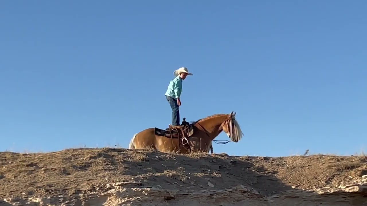 Moonshine J Arrow Livestock