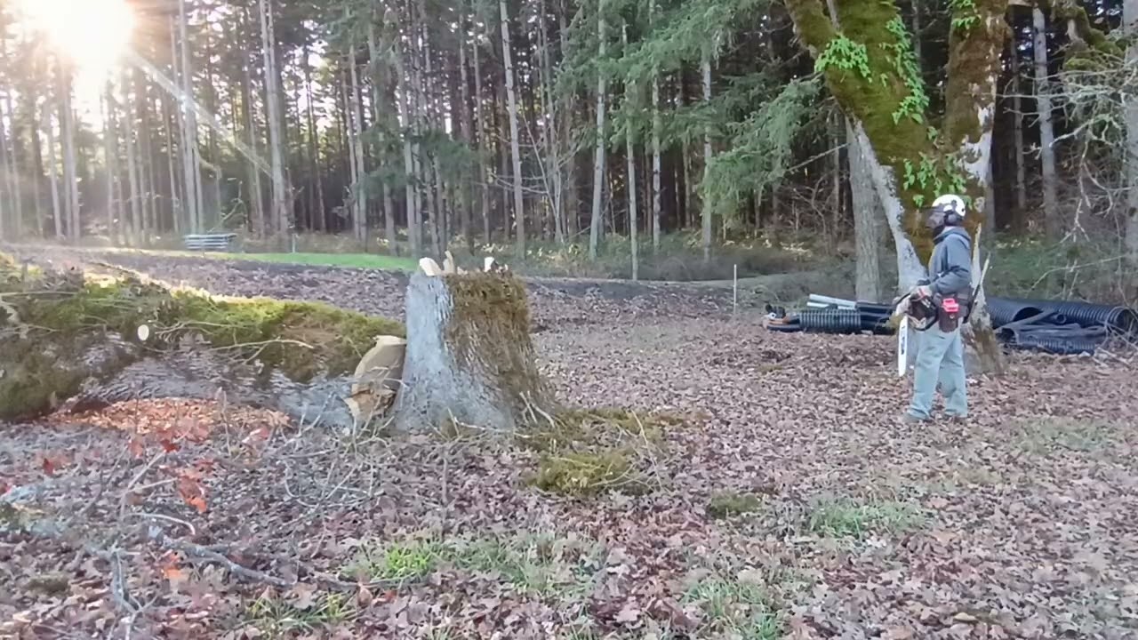 Cutting down 2 big oak trees Stihl 661