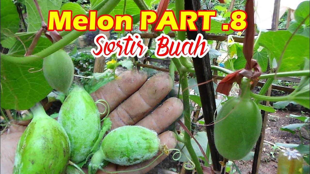 Tutorial Tani Menanam MELON dI Polybag  SORTIR BUAH   PART 8