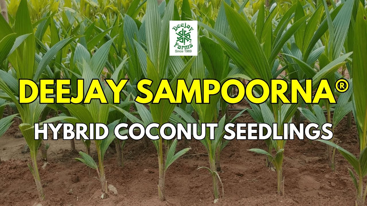 🌴Explore the Benefits of Deejay Sampoorna&reg; Coconut Palms!🌴 #deejaysampoorna #coconut #farming