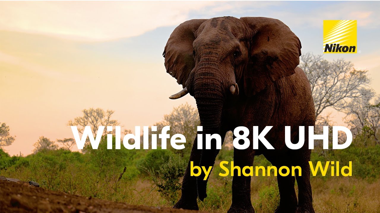 Nikon Z 9 8K UHD: Wildlife in Action by Shannon Wild