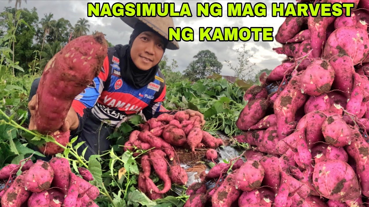 Tinamaan ang mataas na presyo  ng kamote  libo libong puno ng kamote pwedi ng hukayin