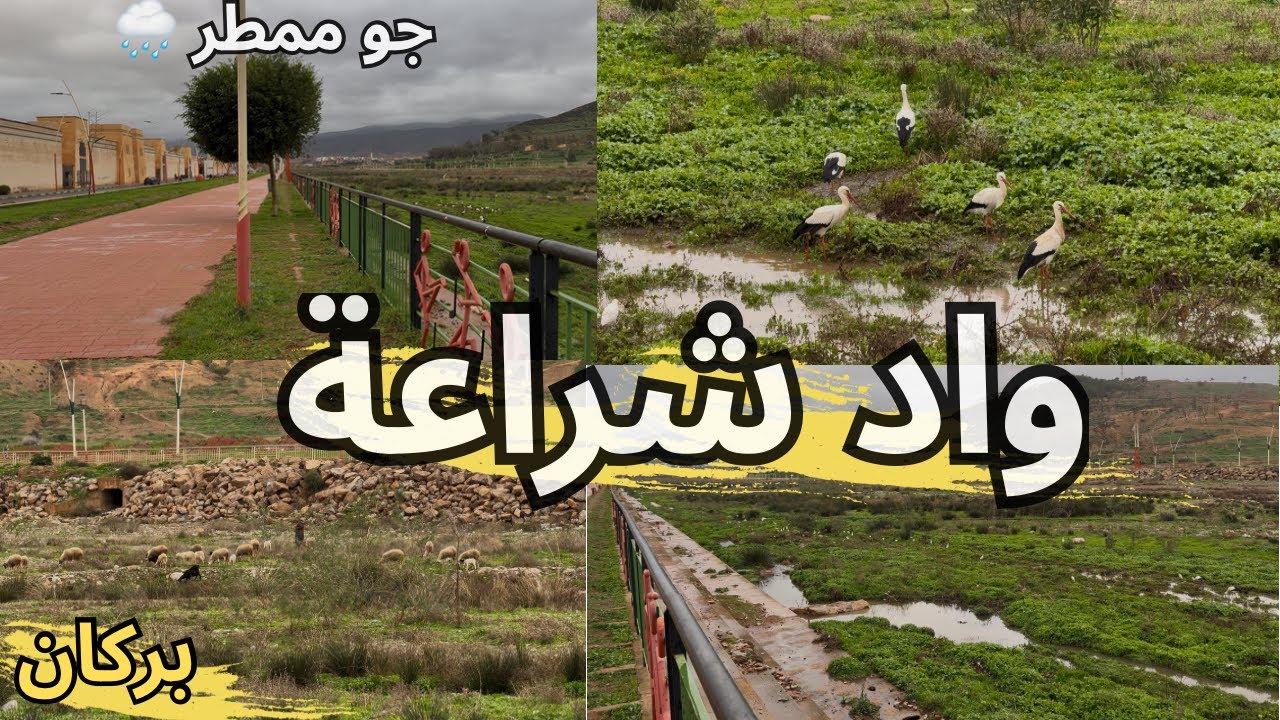 واد شراعة يكتسي اللون الأخضر وبرك مائية تجذب طيور اللقلاق وطيور أخرى بعد التساقطات المطرية ببركان🌧️ 